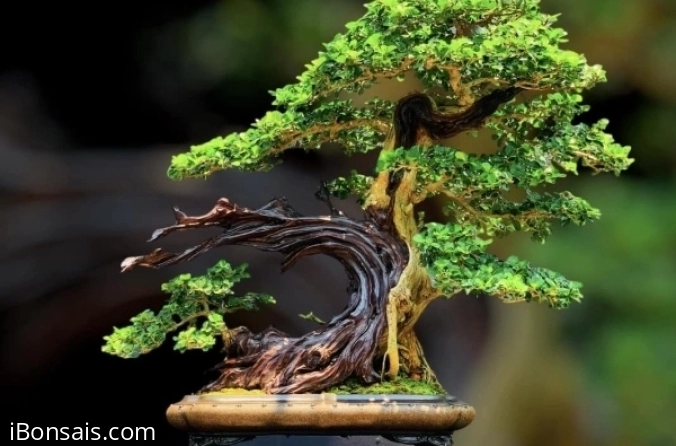 Bonsai healing