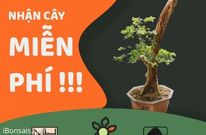 Vườn cộng đồng, nơi chia sẻ cây cảnh miễn phí