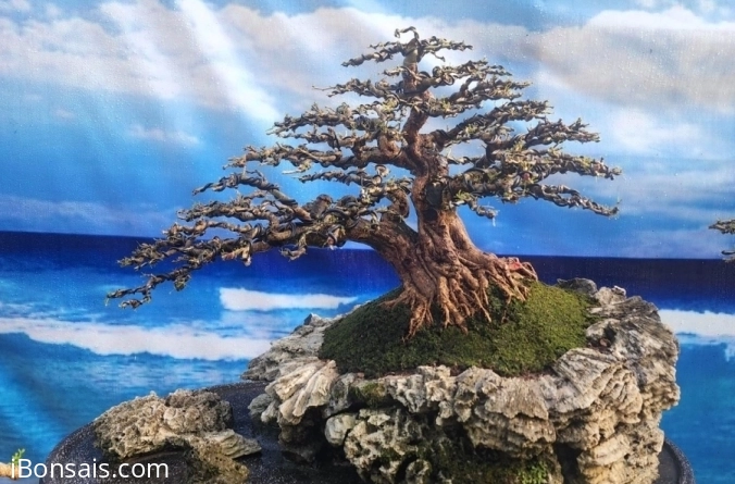 Lịch sử nghệ thuật Bonsai