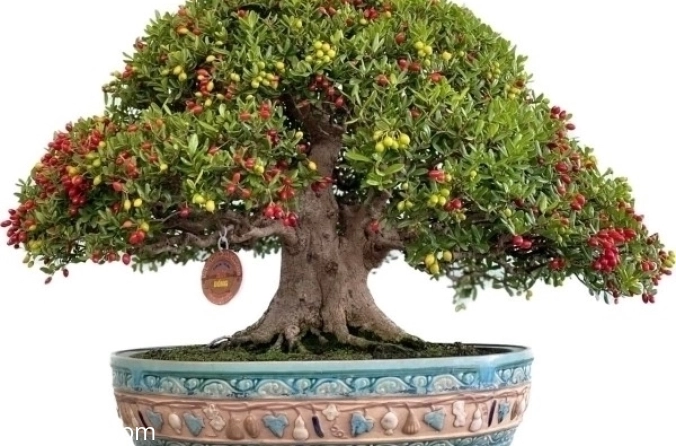 Học phí của người mới chơi Bonsai